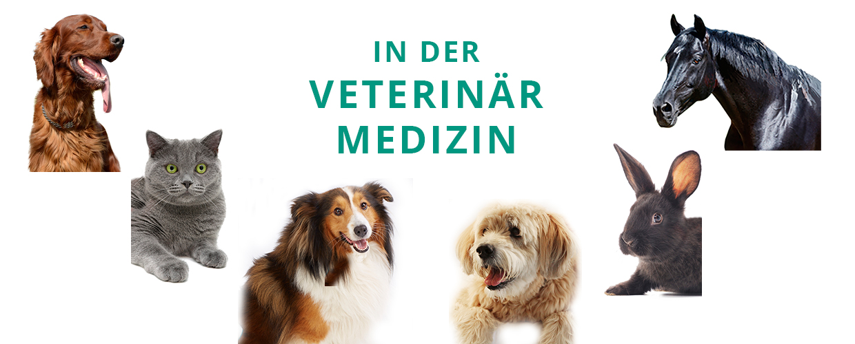 MKW Lasersysteme für die Veterinärmedizin