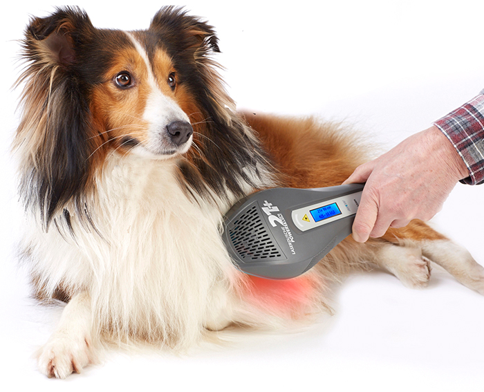 Behandlung eines Hundes mit dem Laserkamm