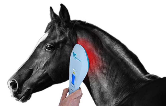 Behandlung eines Pferdes mit dem MKW Laser von MKW Lasersysteme